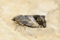 Cydia splendana