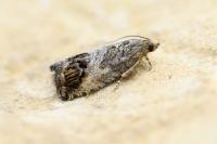 Cydia splendana