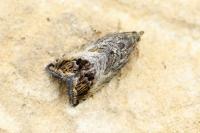 Cydia splendana
