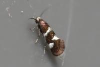 Antispila petryi