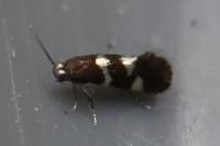 Antispila petryi