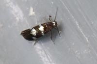 Antispila petryi
