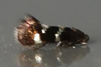 Antispila petryi