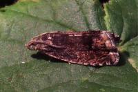 Cydia splendana