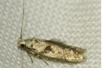 Caryocolum blandellum