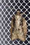 Acleris umbrana