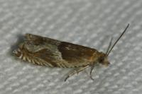 Ancylis comptana