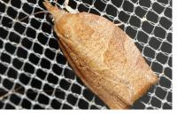 Pandemis heparana