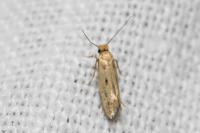 Anomalotinea liguriella