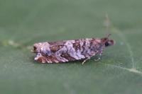 Ancylis achatana