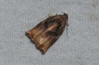 Archips podana