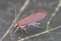 Crassa unitella