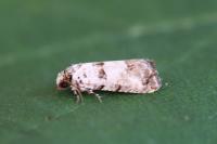 Epinotia dalmatana