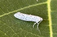 Yponomeuta evonymella