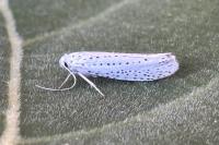Yponomeuta evonymella