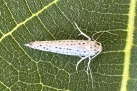 Yponomeuta evonymella