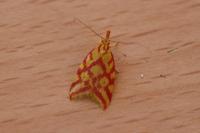 Hypercallia citrinalis