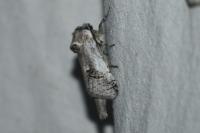 Parahypopta caestrum