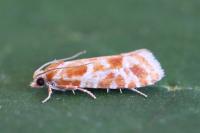 Rhyacionia pinicolana