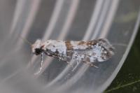 Scythropia crataegella