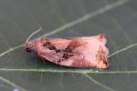 Archips podana