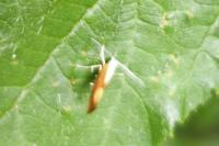 Argyresthia