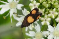 Pammene aurana