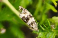 Orthotaenia undulana