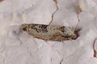 Crocidosema plebejana