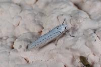 Yponomeuta evonymella