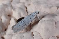 Yponomeuta evonymella