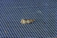 Celypha lacunana