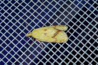 Agapeta hamana