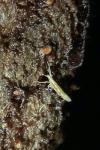 Plutella xylostella