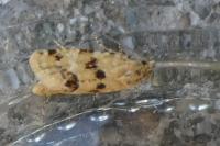 Aethes williana