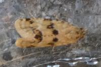 Aethes williana