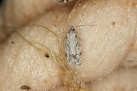Symmoca signatella