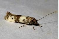 Enolmis acanthella