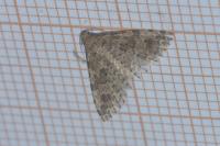 Alucita hexadactyla