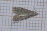 Alucita hexadactyla