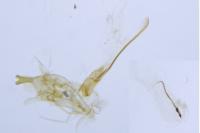 Alucita hexadactyla