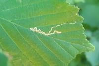 Stigmella microtheriella