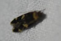 Oegoconia