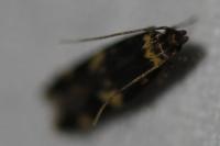 Oegoconia