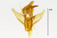 Pleurota aristella