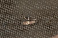 Aproaerema cinctella