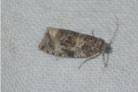 Orthotaenia undulana