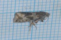 Orthotaenia undulana