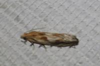 Eucosma