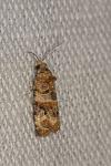 Lobesia botrana